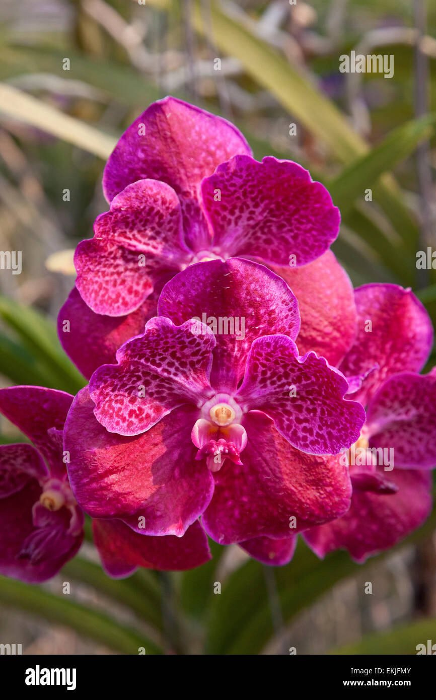 Tropical orchid hybrid diversity, Thailand Stock Photo