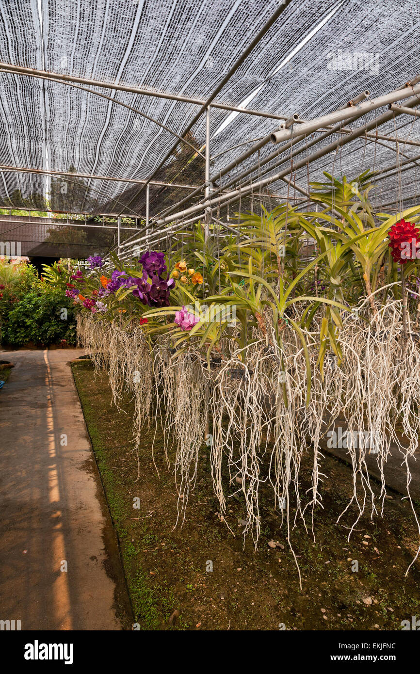 Orchid farm, Thailand, flowers growing in hanging pots in charcoal medium Stock Photo