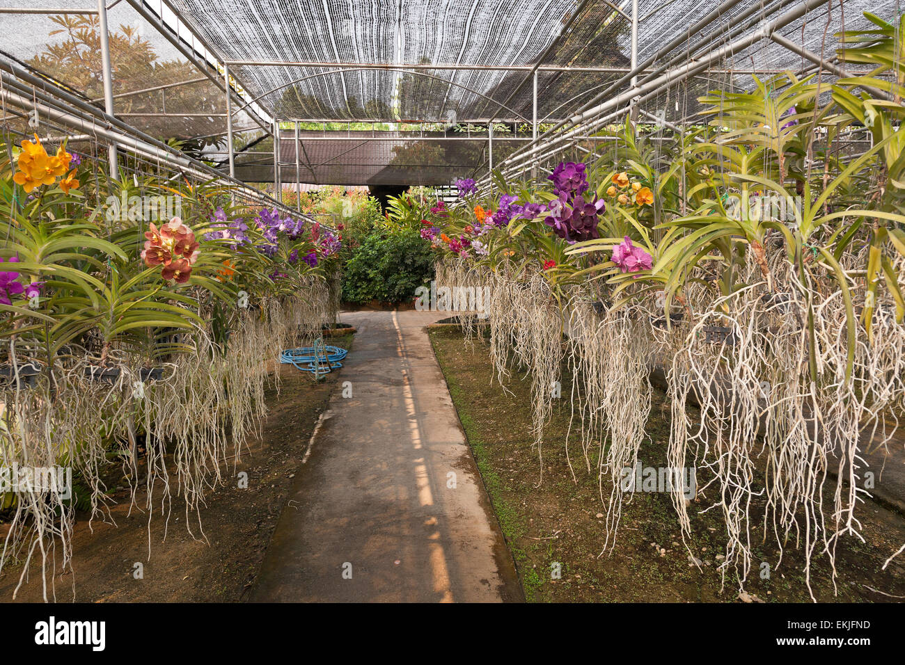 Orchid farm, Thailand, flowers growing in hanging pots in charcoal medium Stock Photo