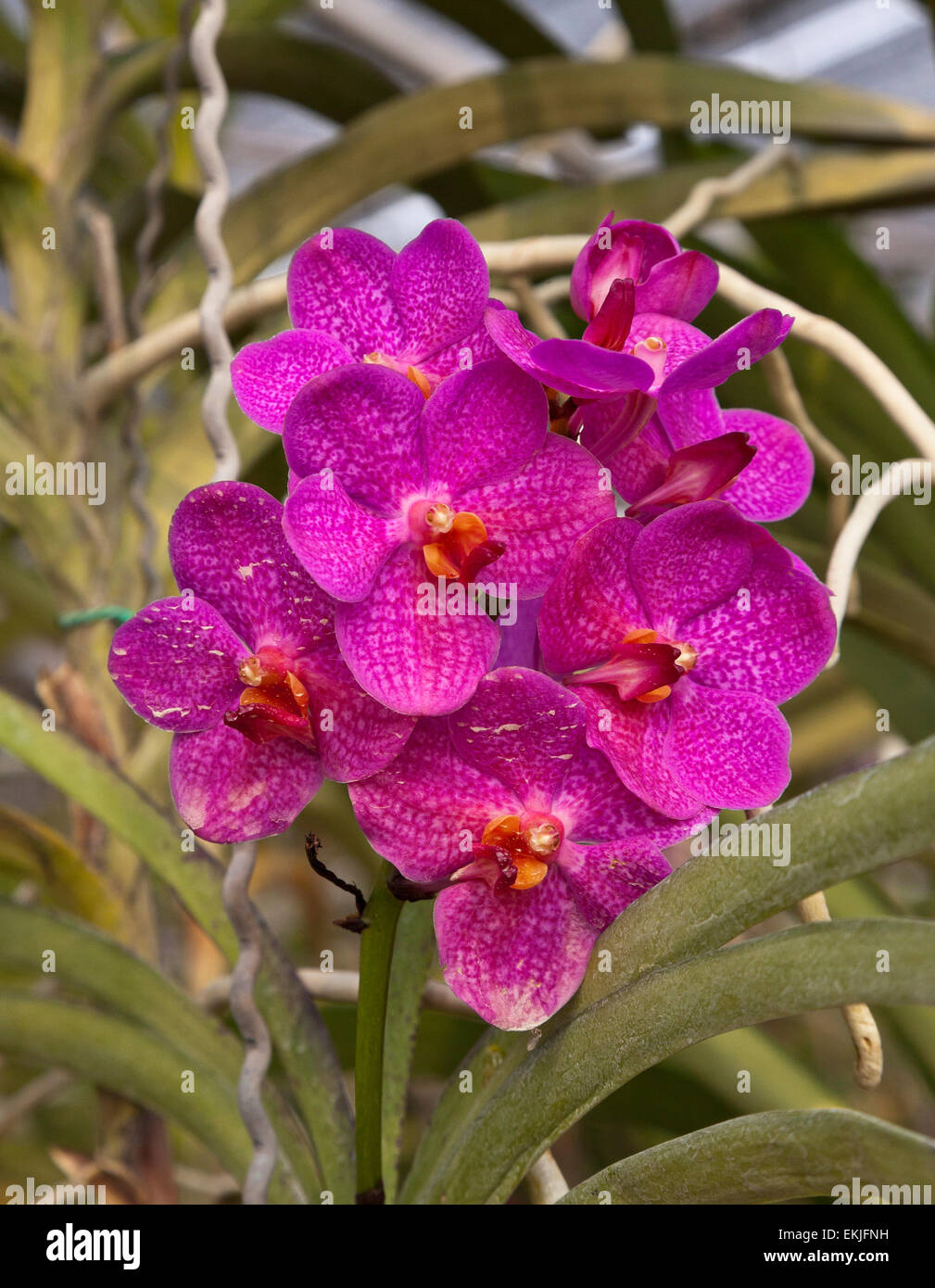 Tropical orchid hybrid diversity, Thailand Stock Photo