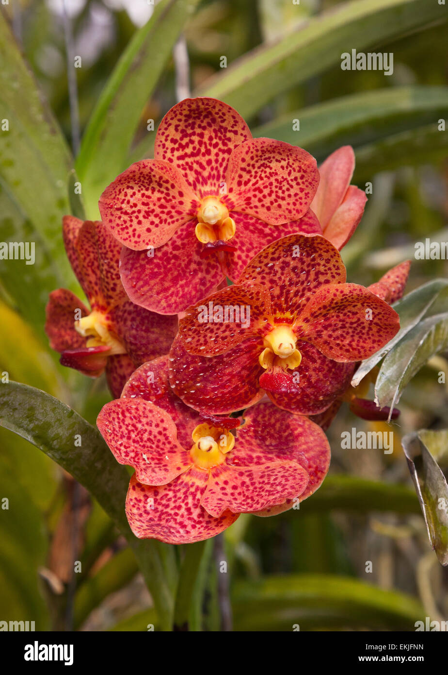 Tropical orchid hybrid diversity, Thailand Stock Photo
