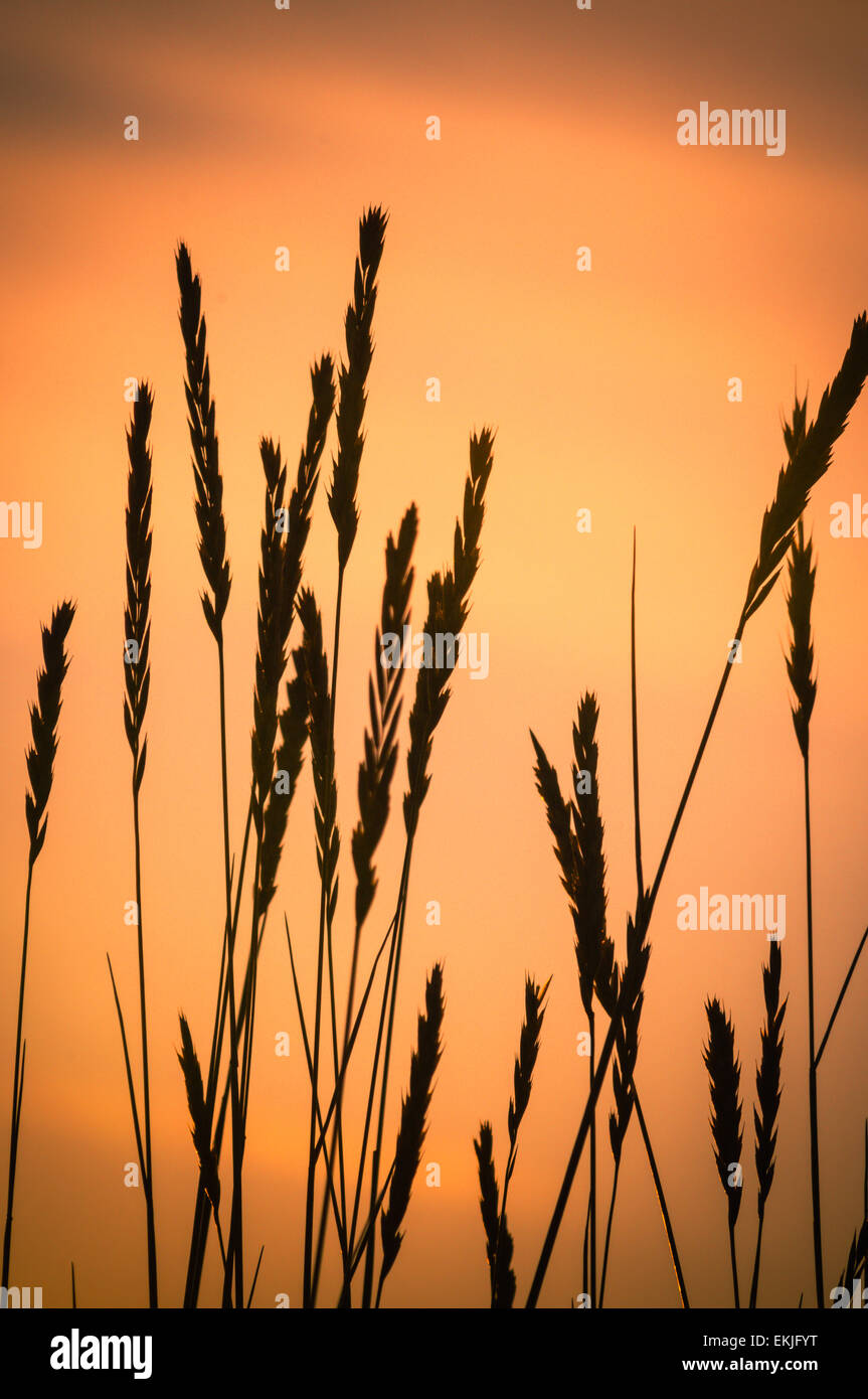 Grass seed stalks at sunrise Stock Photo Alamy Grass seed stalks at sunrise Stock Photo Alamy