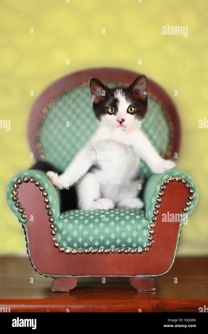 Black and White Kitten Sitting on a Chair Stock Photo