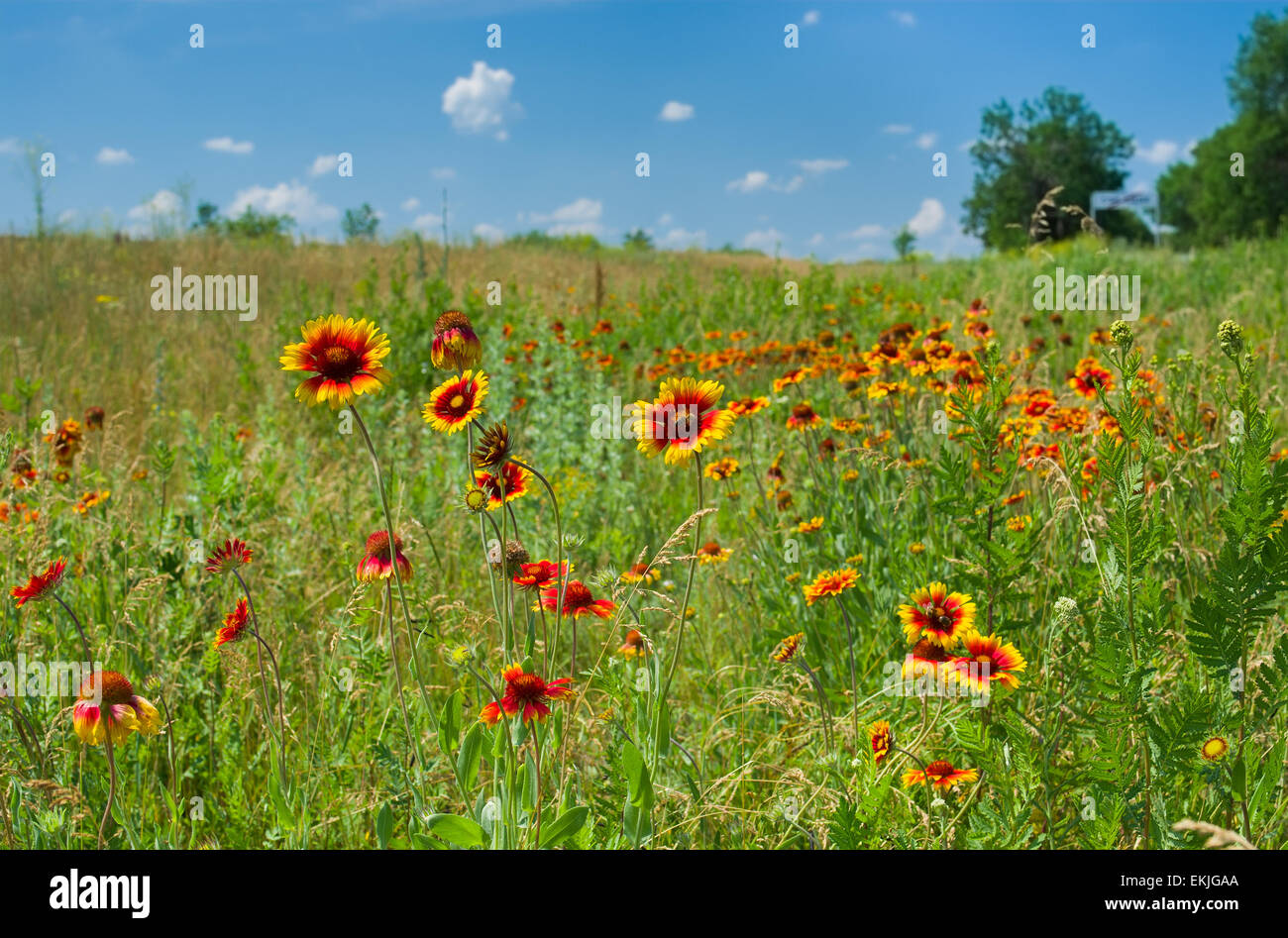 Wild field with Indian blanket flowers at summer season. Stock Photo