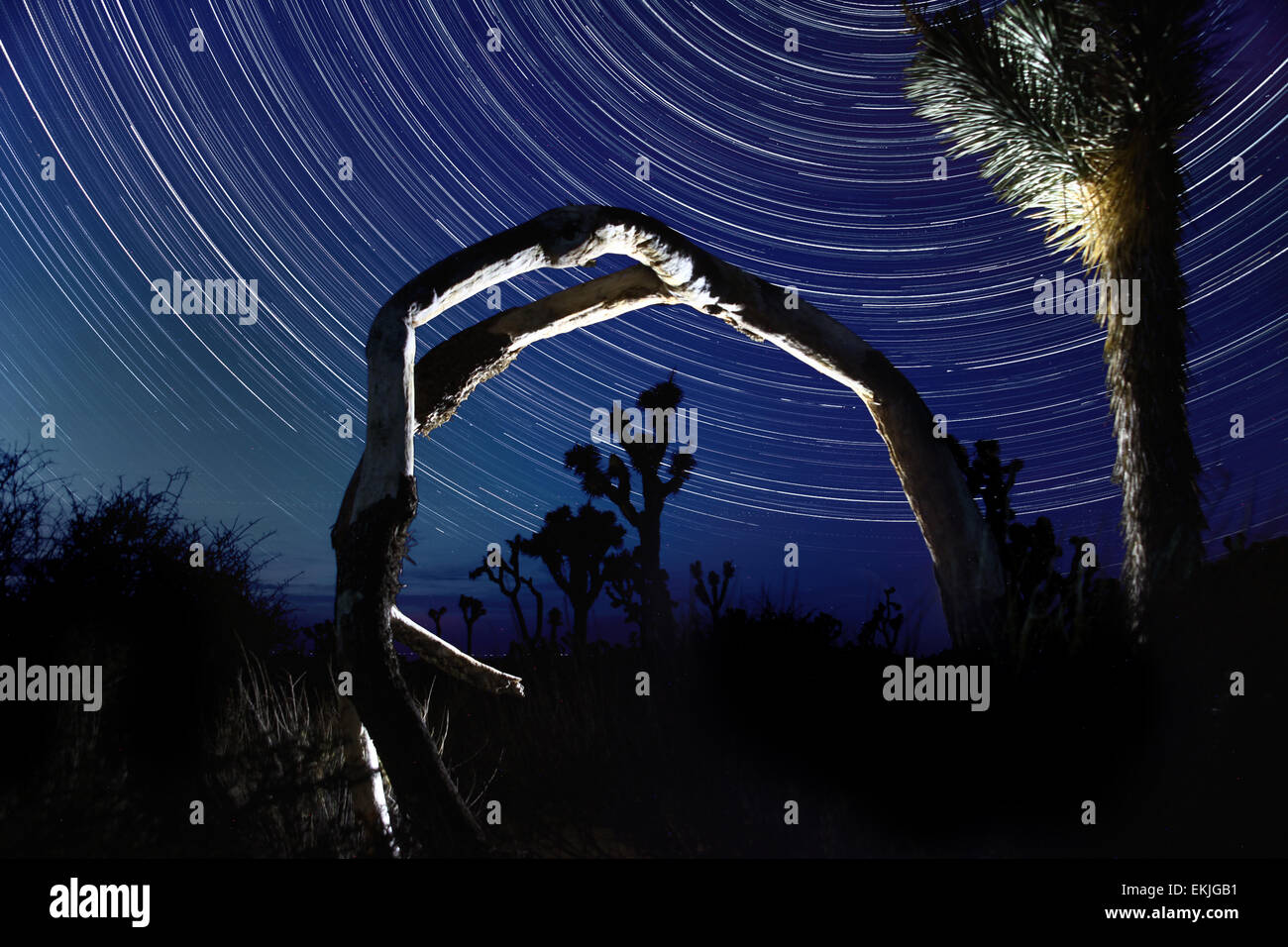 Night Star Trails in Joshua Tree National Park Stock Photo - Alamy