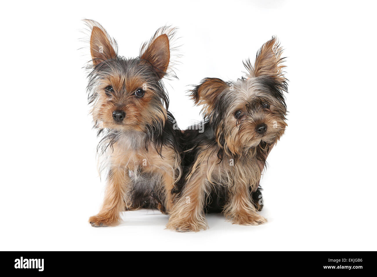 Tiny Yorkshire Terrier Puppies Sitting on White Background Stock Photo ...