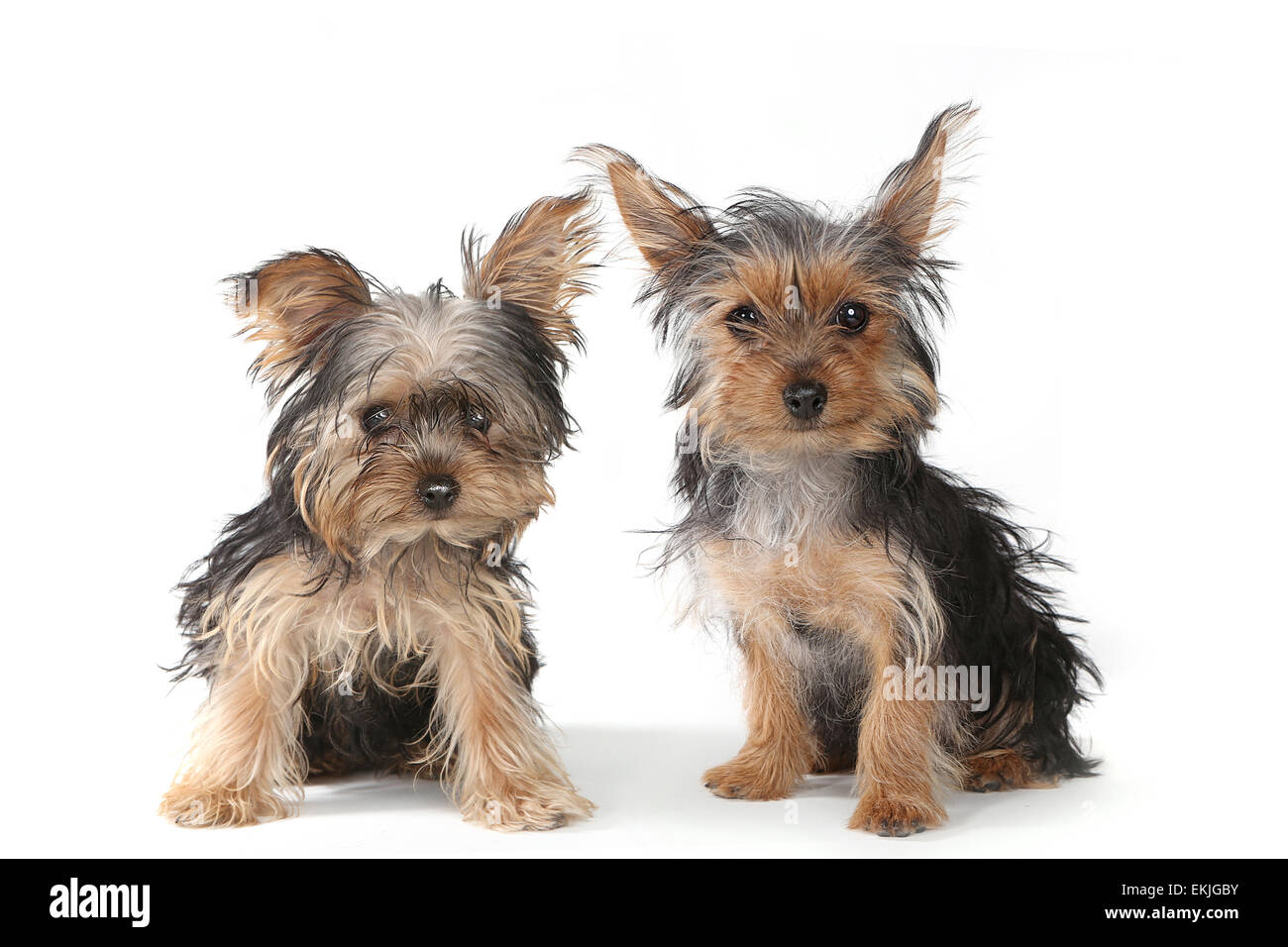 tiny yorkshire terrier
