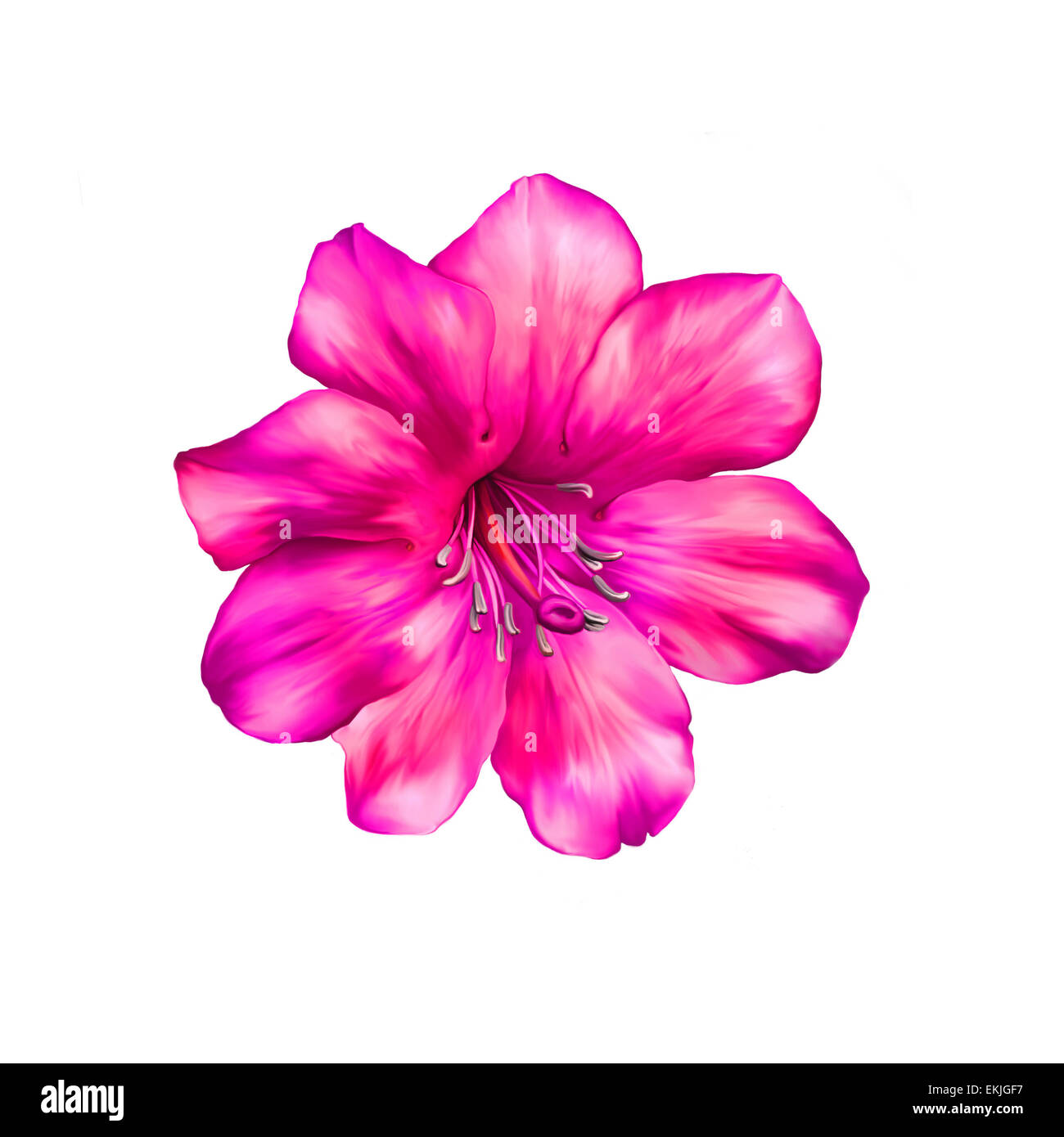 Beautiful bright pink red Flower. Isolated on white. Illustration Stock ...