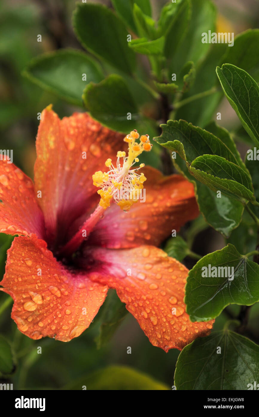 Peach hibiscus ornamental flower hi-res stock photography and images ...