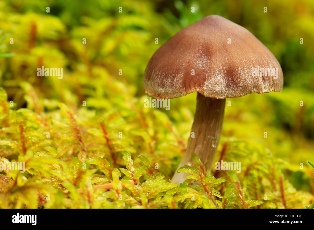 Small mushroom, Yoho National Park, British Columbia, Canada Stock Photo