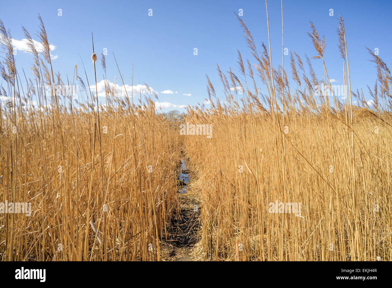 Wind Through Reeds Wind through reed hi-res stock photography and images - Alamy