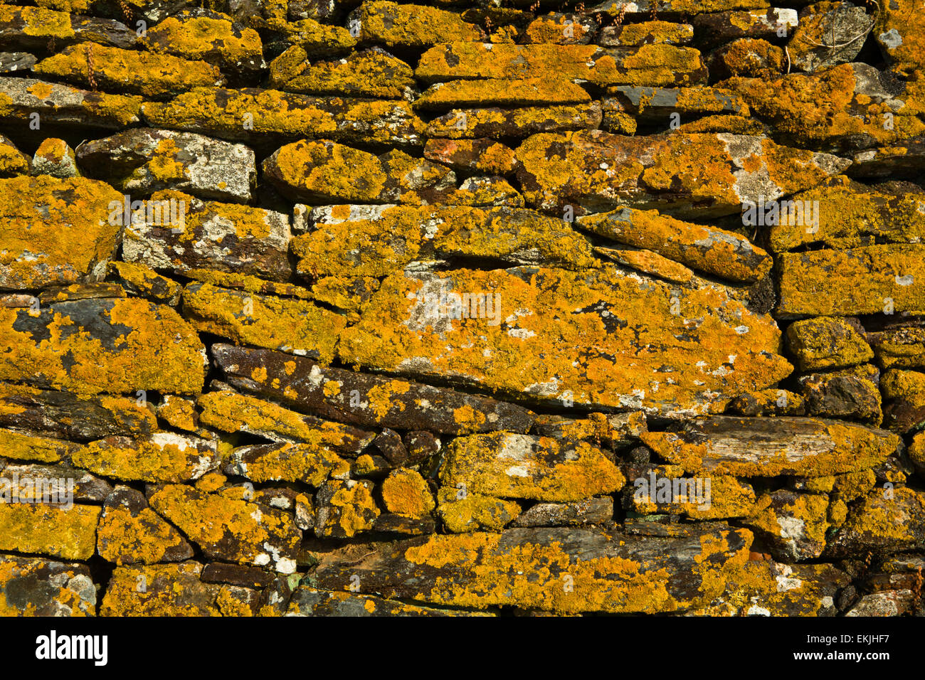 Background of yellow lichen over stone, Monsaraz, Portugal Stock Photo