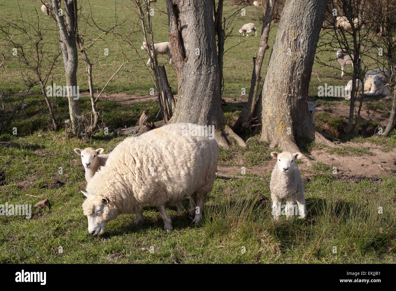 Sheep with lambs in a field in Kent, England. Stock Photo