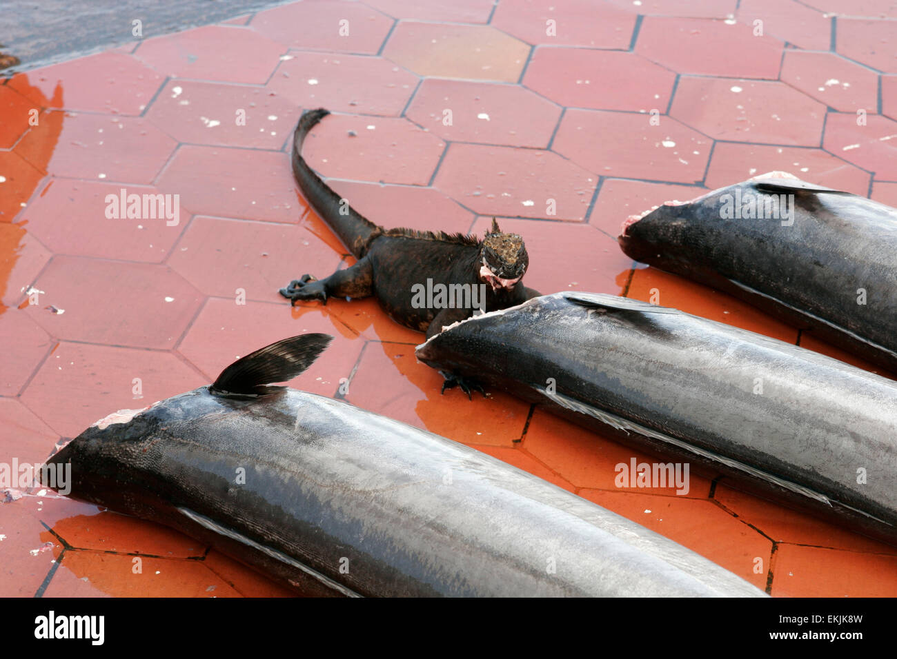 Marine Iguana eating fish at the fish market in Puerto Ayora, Santa
