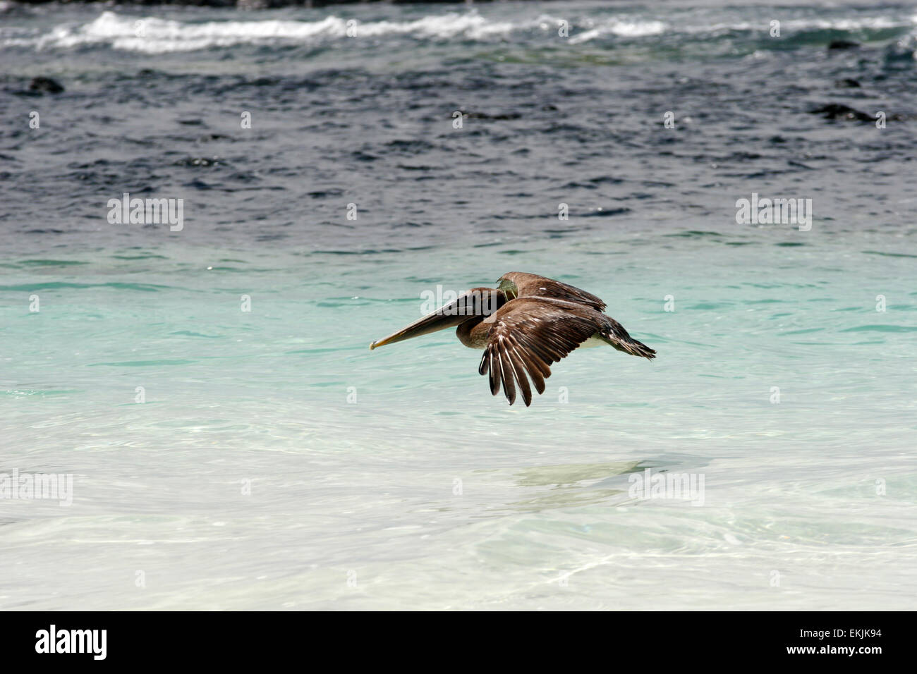 Brown pelican (Pelecanus occidentalis) flying over sea, Puerto Ayora, Santa Cruz island, Galapagos Islands, Ecuador Stock Photo