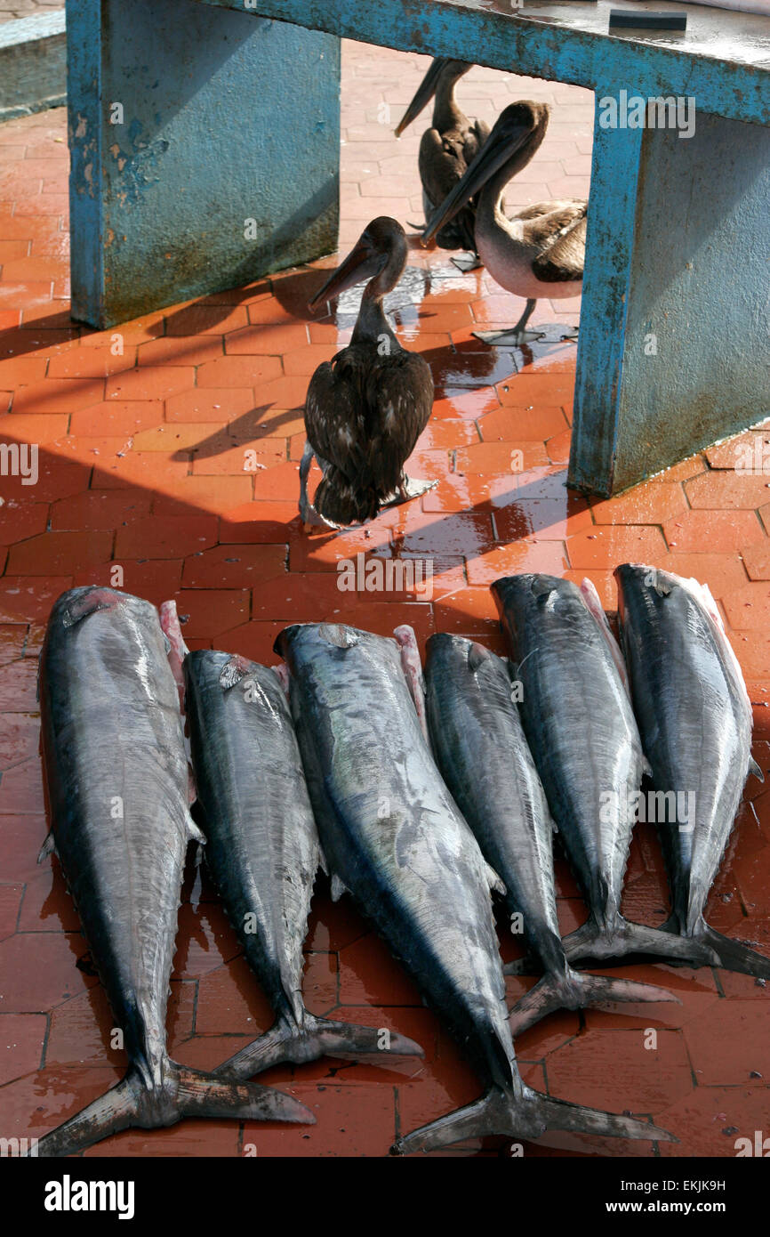 Fish market in Puerto Ayora, Santa Cruz Island, Galapagos Islands, Ecuador, South America Stock Photo