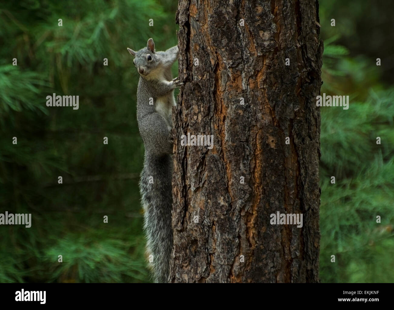 Western gray squirrel (Sciurus griseus) is an arboreal rodent who dwells in the forests of the Sierra foothills in California. Stock Photo