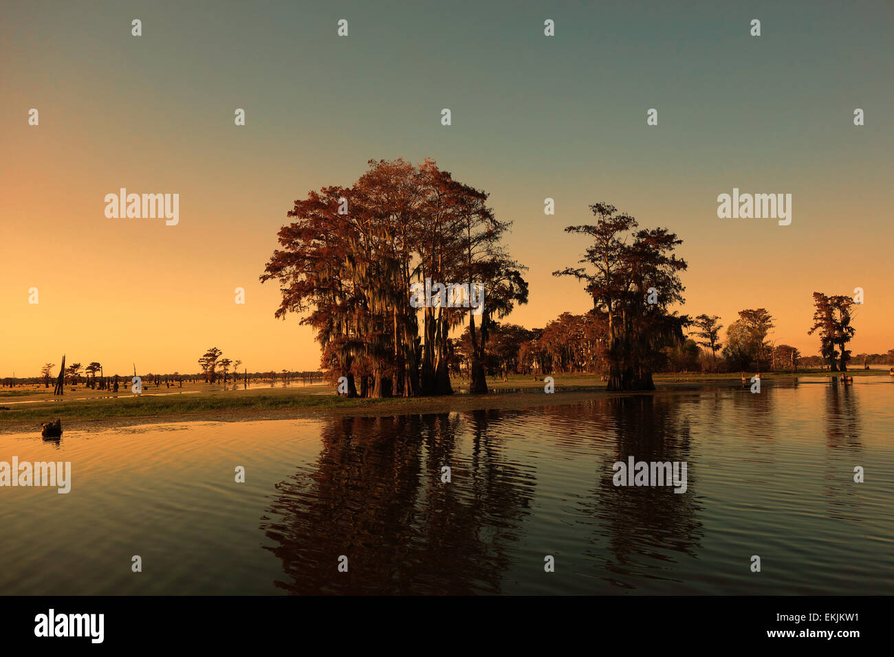 Sunset on Louisiana bayou and large size cypress trees Stock Photo