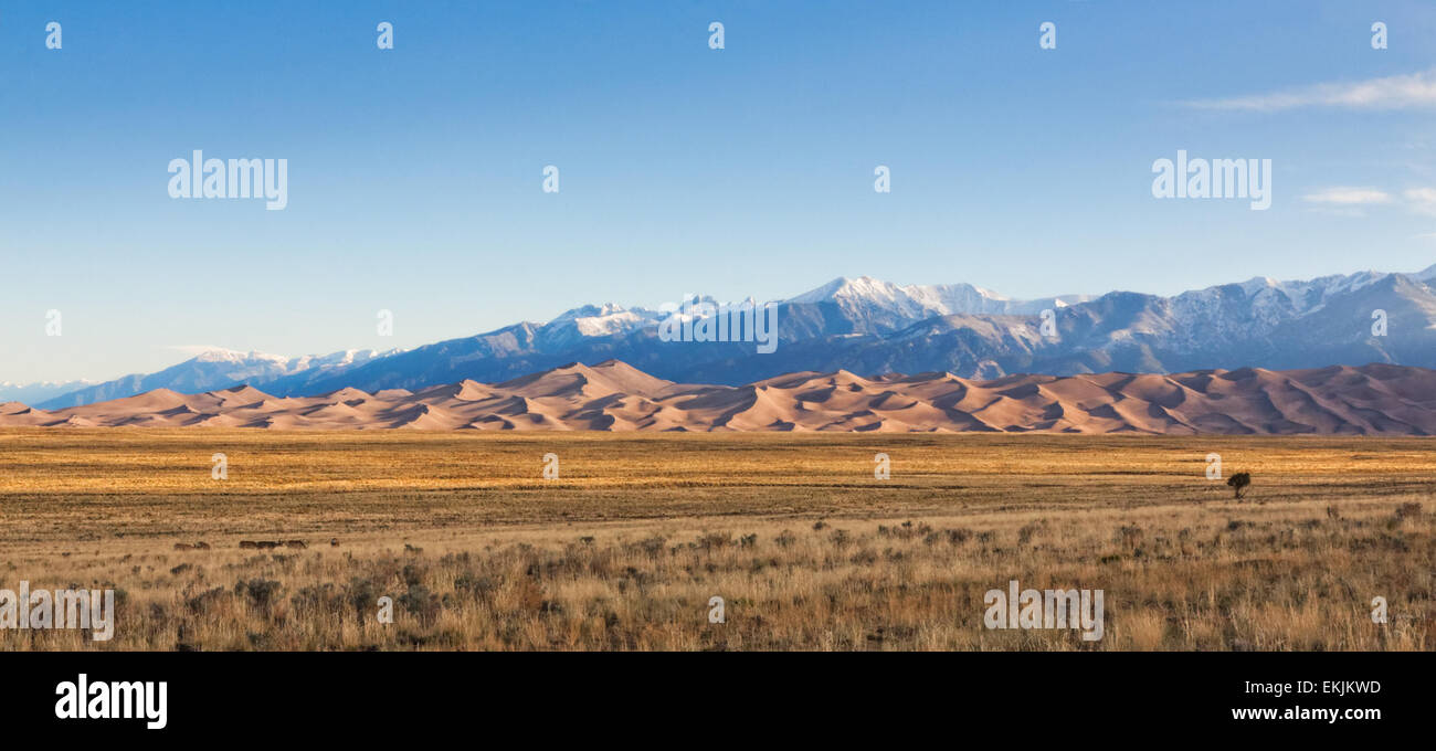 Small flock of deer feeding on scrub grassland at the foot of the Great Sand Dunes and Sangre de Cristo mountains Stock Photo