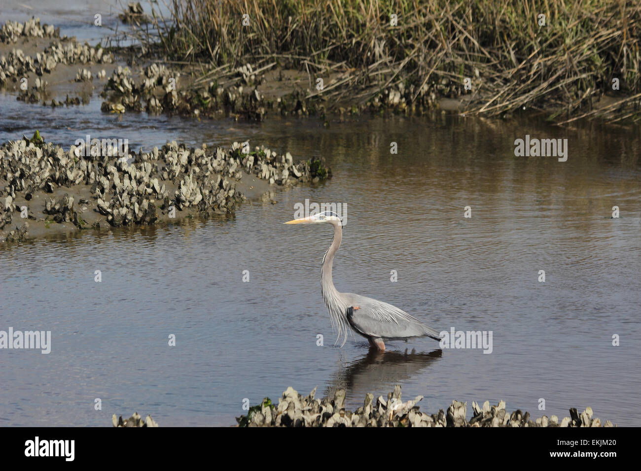 A Great blue heron with all of its plumage proudly wades in a coastal estuary. Stock Photo