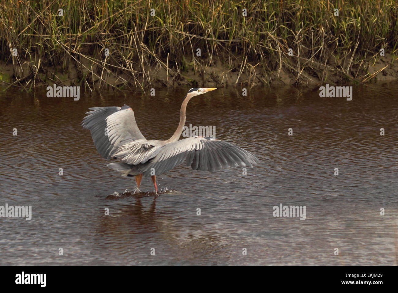 A Great blue heron comes in for a landing in a coastal salt marsh. Stock Photo