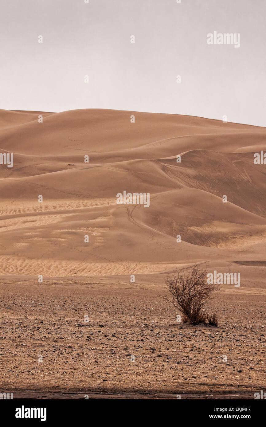 A single bush survives in the Great Sand Dunes, the highest sand dunes in North America Stock