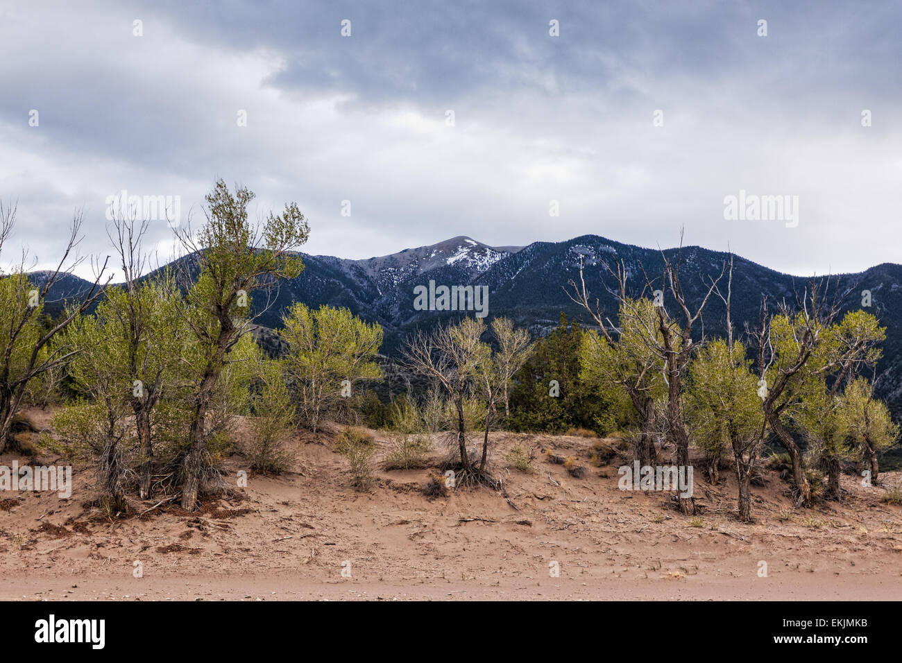 Plants on the edge of the Great Sand Dunes, with the Sangre de Cristo mountains behind Stock Photo