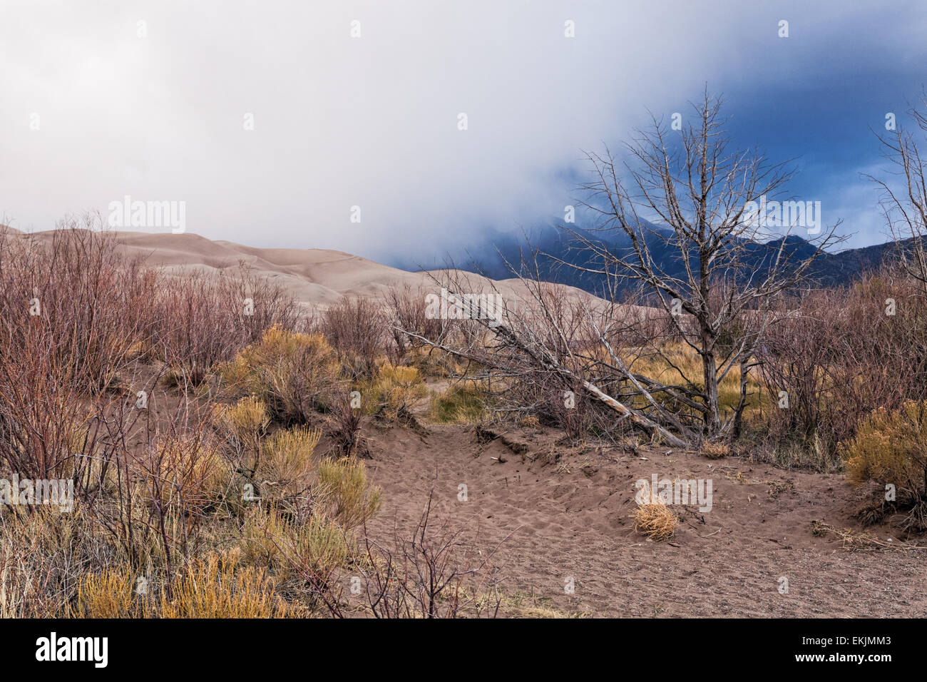 Plants on the edge of the Great Sand Dunes with cloud coming down from the Sangre de Cristo mountains Stock Photo