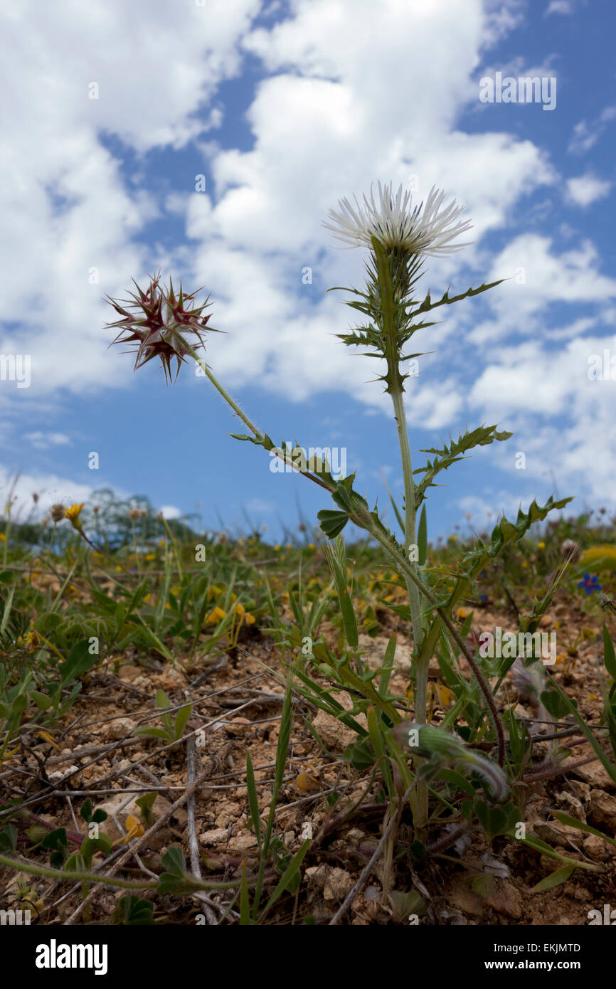 Mediterranean thistle,Galactites tomentosa, from Malta, growing along the coastline. Stock Photo