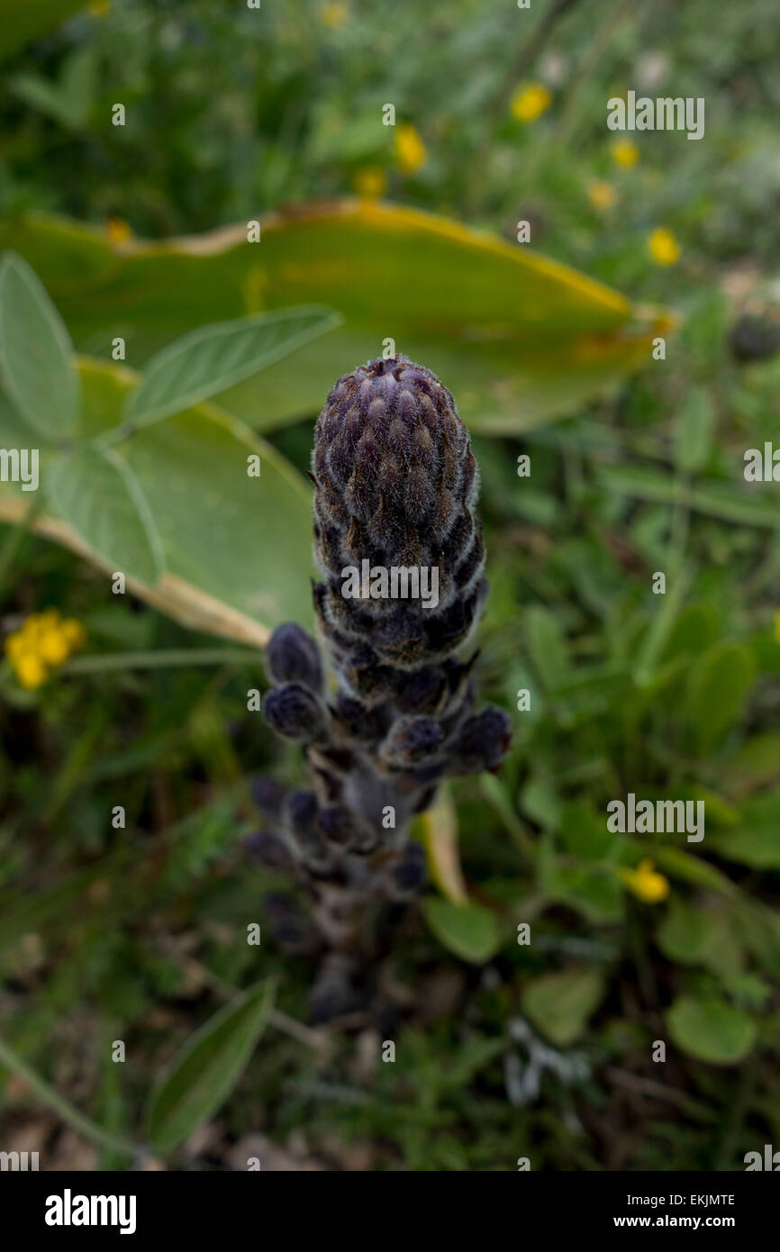 Lavender boomrape , Orobanche lavandulacea, from the Maltese Islands, Mediterranean Sea. Stock Photo