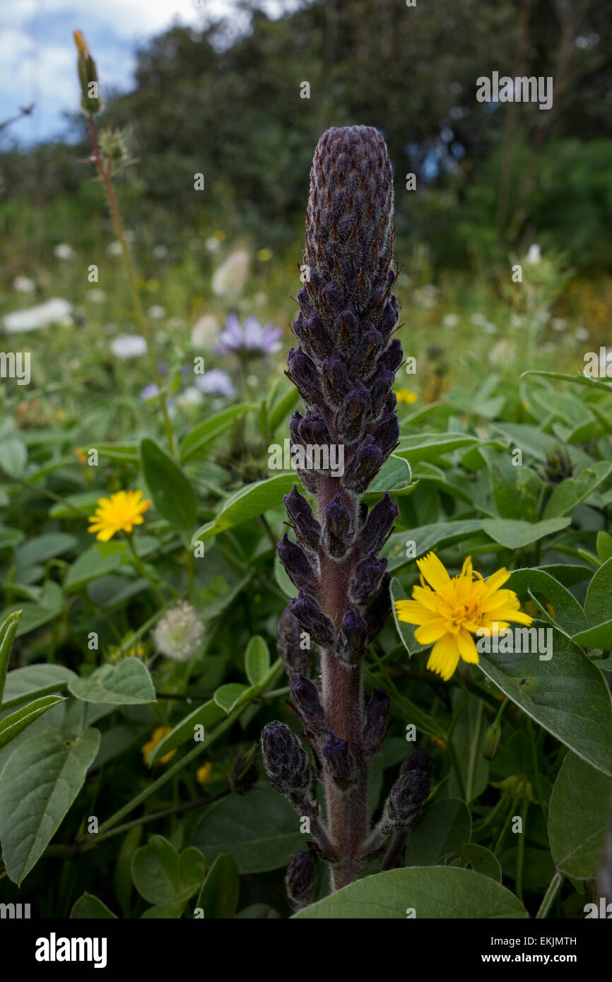 Lavender boomrape , Orobanche lavandulacea, from the Maltese Islands, Mediterranean Sea. Stock Photo