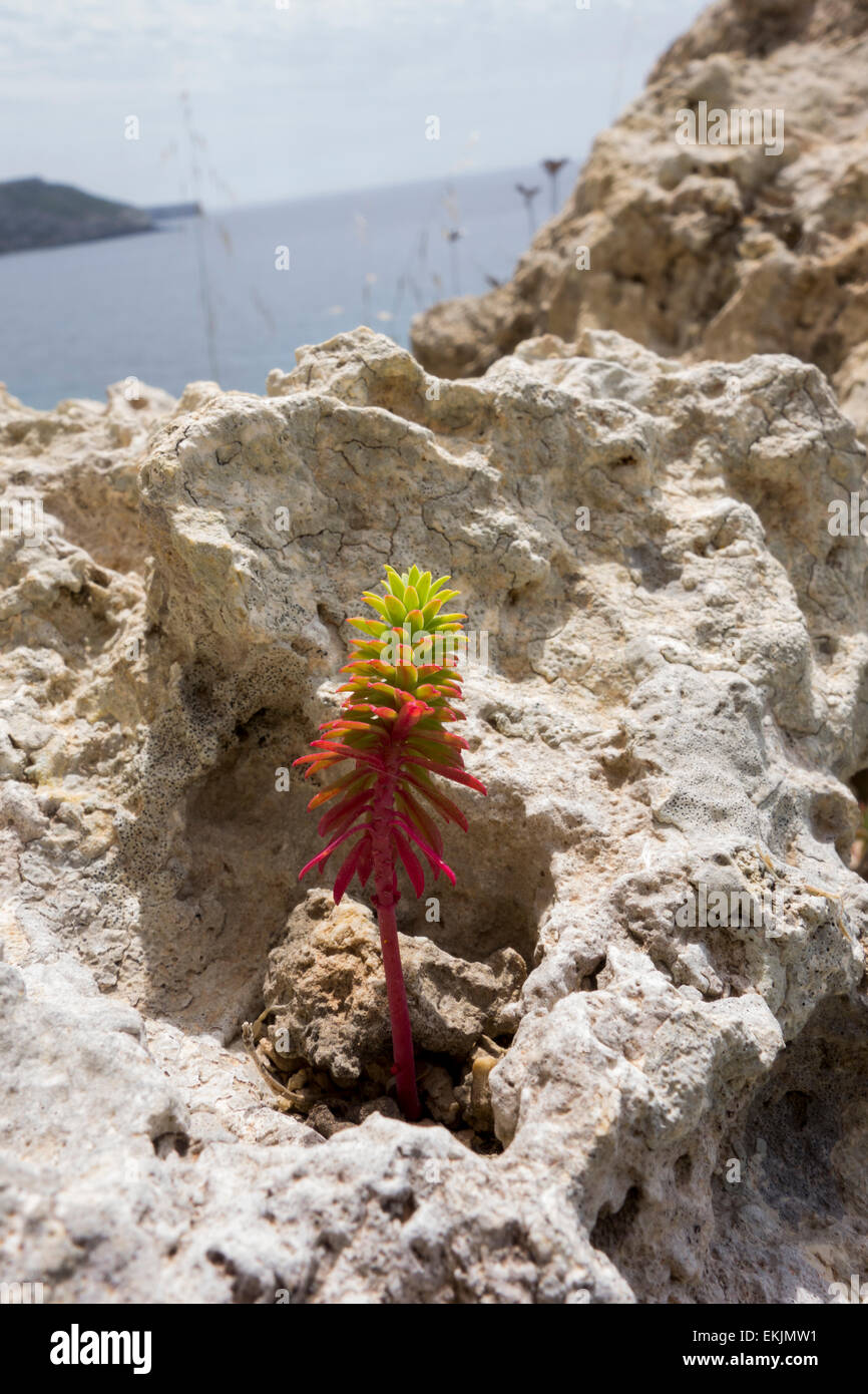 Succulent plant of the genus Crassula, found on the rocky shores of the Maltese Islands, Mediterranean Sea. Stock Photo