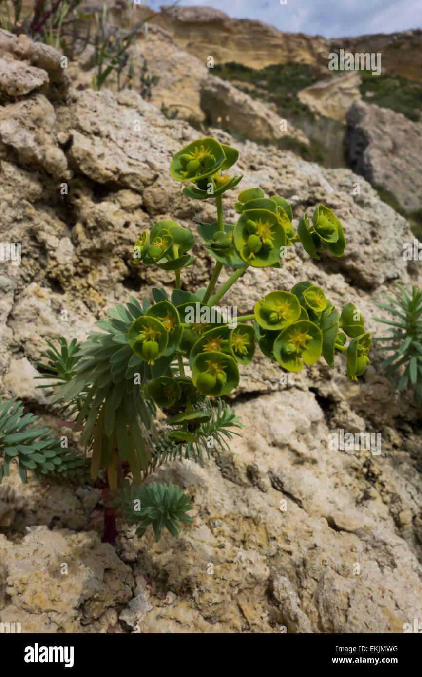 Spurge, Euphorbia spec. , from the Maltese shore at Golden Bay, Mediterranean Sea. Stock Photo