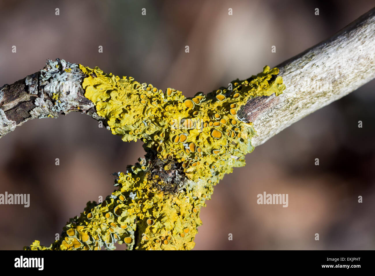 Yellow lichen growing on a tree branch Stock Photo