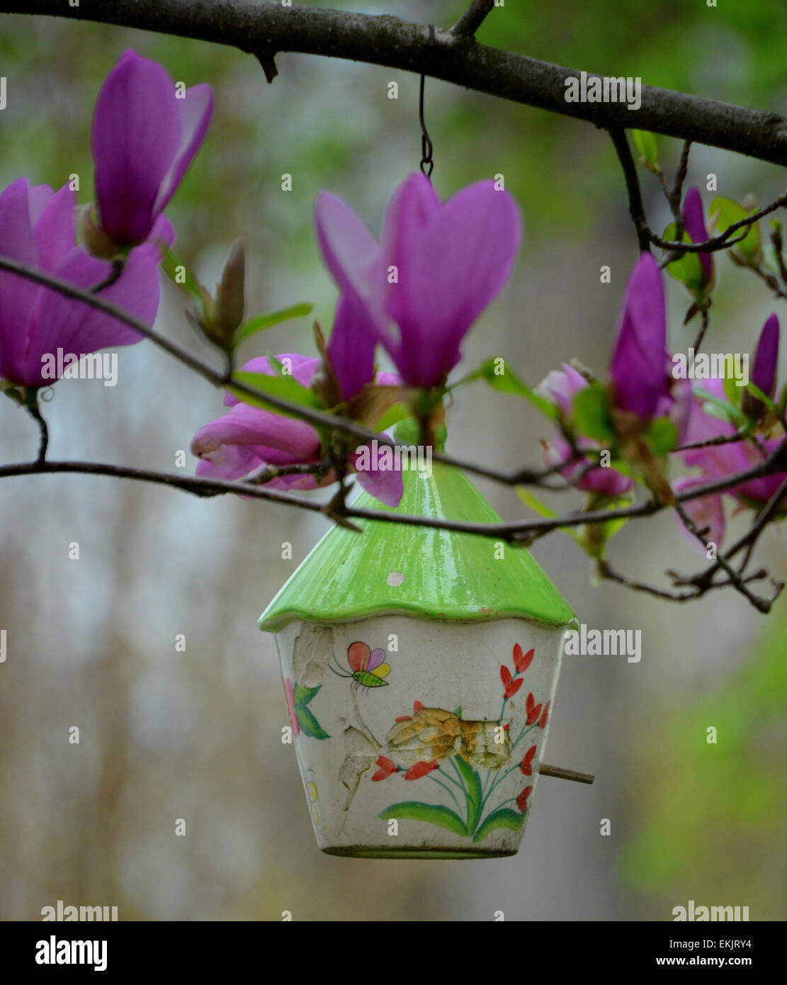 Spring Home Coming. A clay bird house and tree purple blooms. Stock Photo