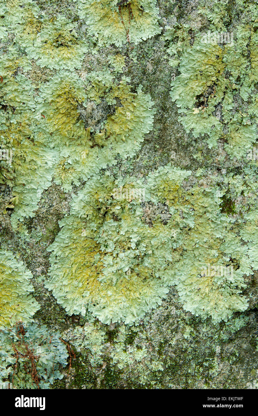 Crustose lichen on rock, Barn Island Wildlife Management Area, Connecticut Stock Photo