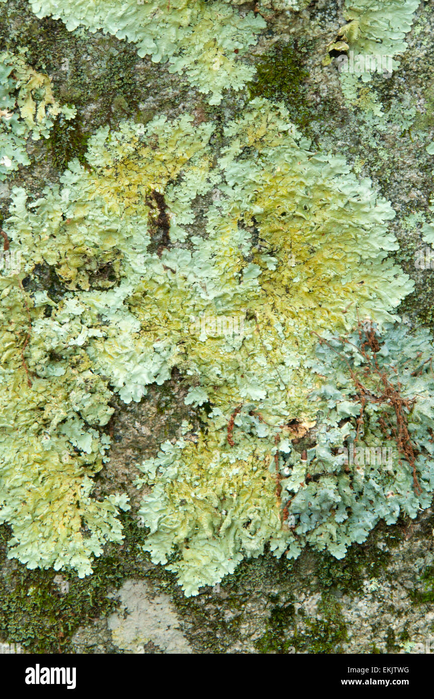Crustose lichen on rock, Barn Island Wildlife Management Area, Connecticut Stock Photo