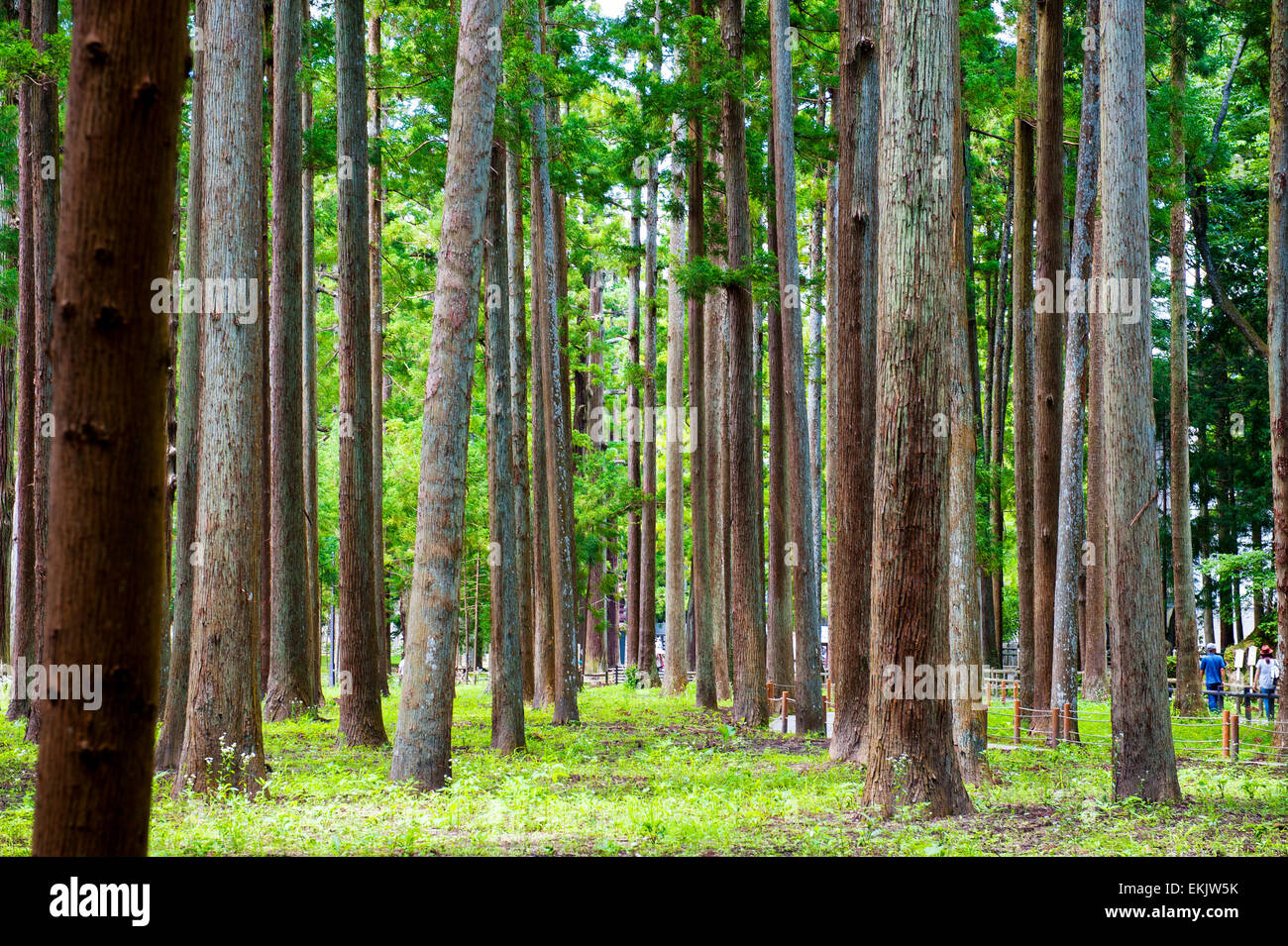 Field of tall Trees in a forest with greenery, moss , grass in the summer Stock Photo