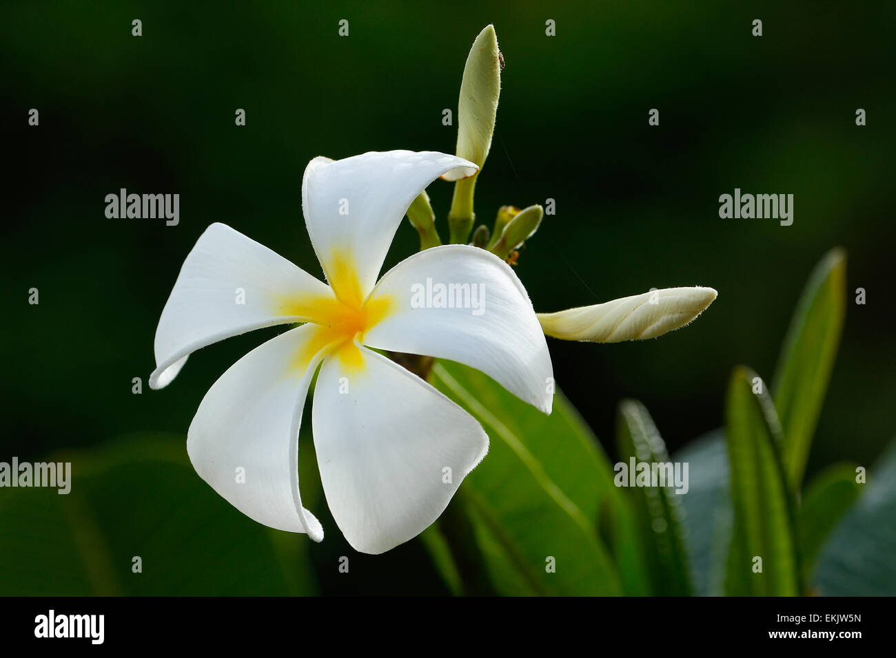 Tahiti island flower hi-res stock photography and images - Alamy