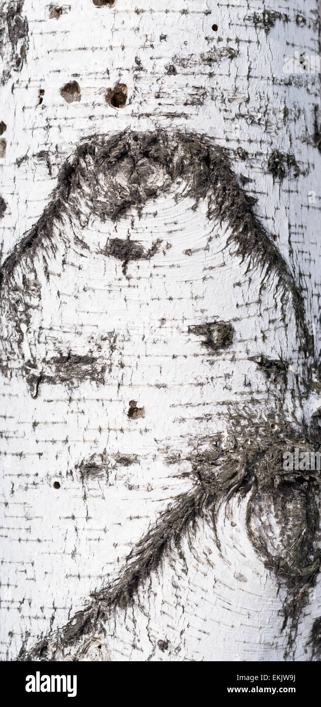 birch bark background Stock Photo - Alamy