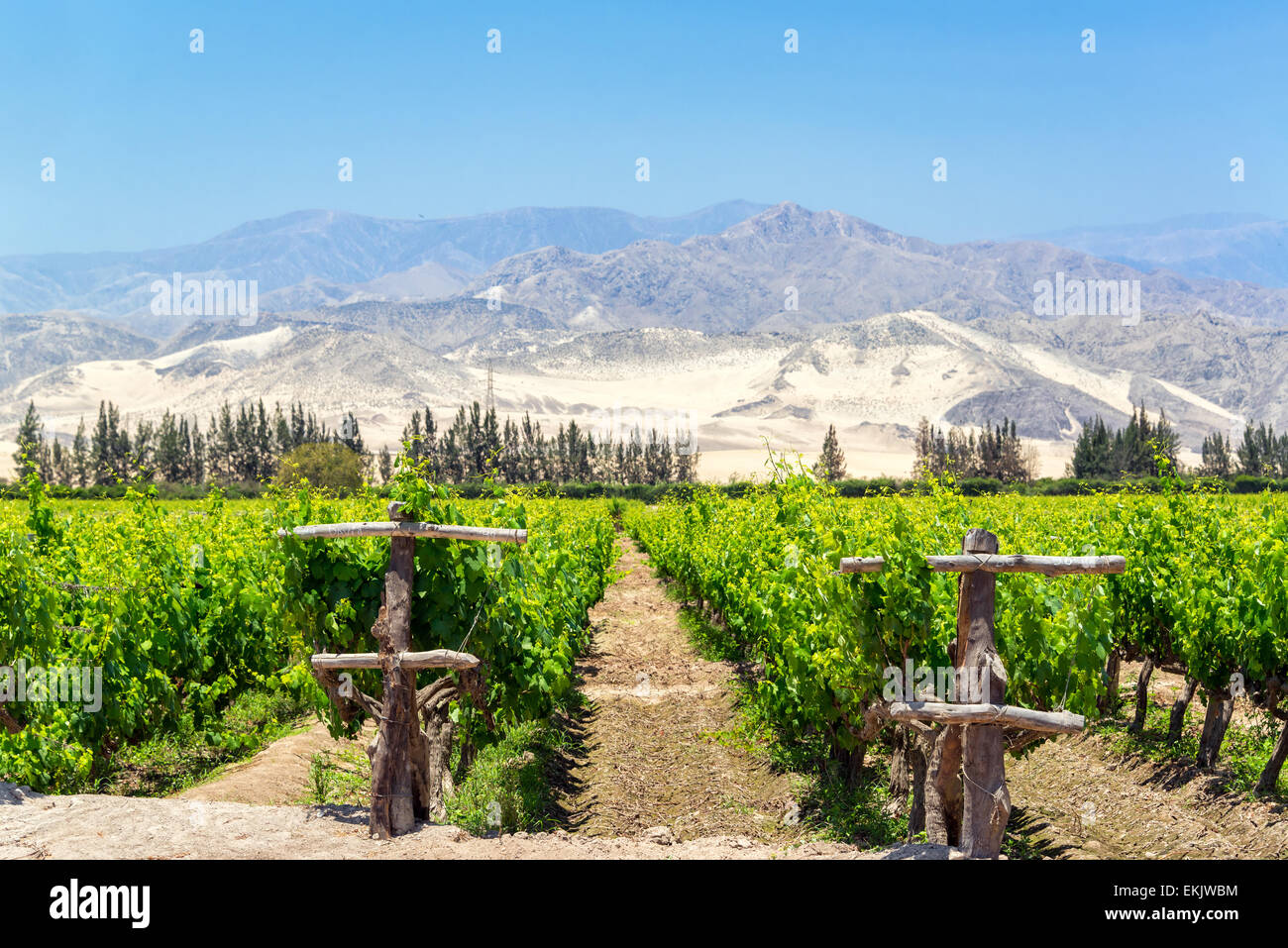 Lush green vineyard for the production of pisco in Ica, Peru with dry sand covered hills in the background Stock Photo