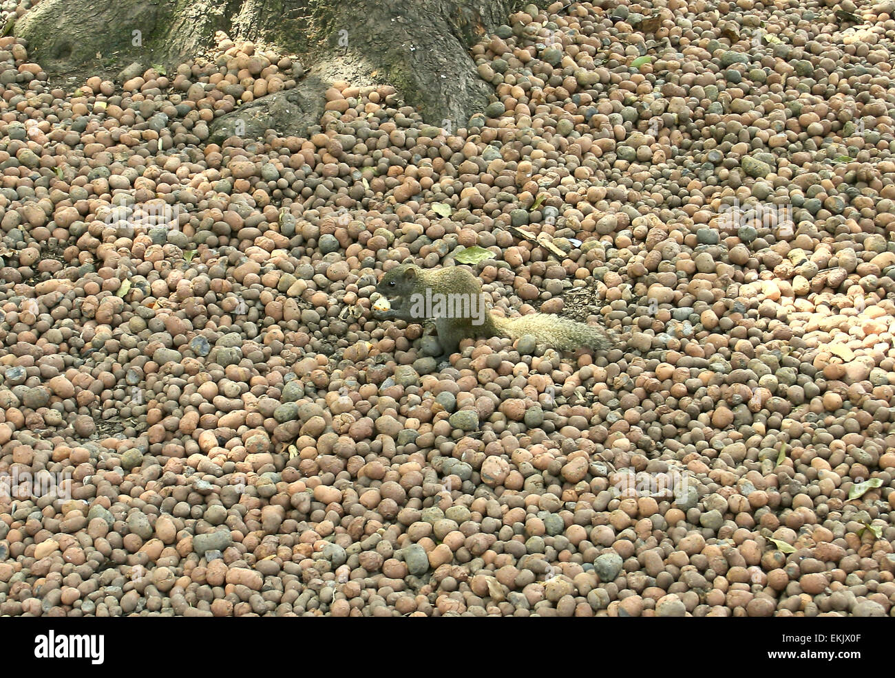 fluffy squirrel. protein in a city park Stock Photo Alamy