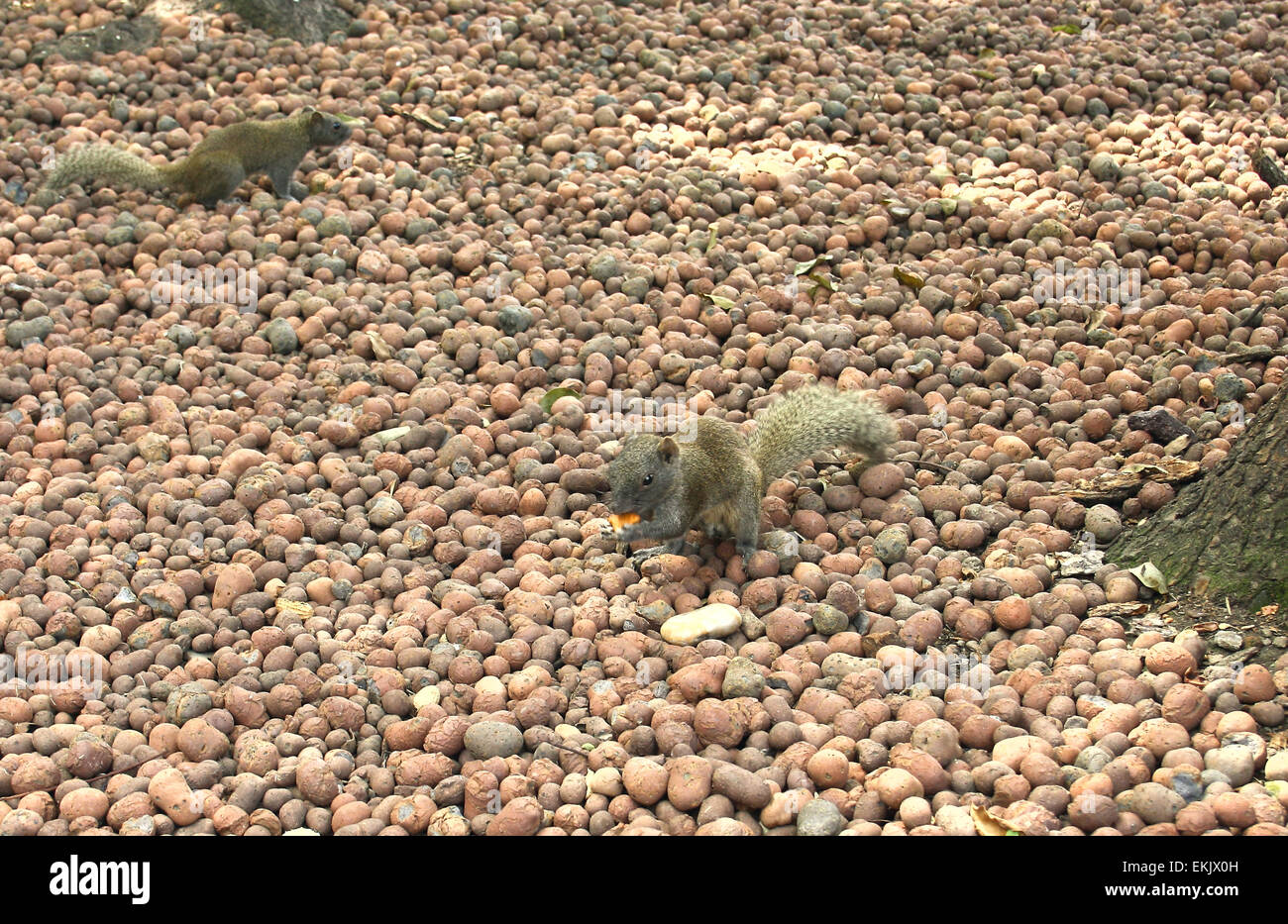 fluffy squirrel. protein in a city park Stock Photo Alamy