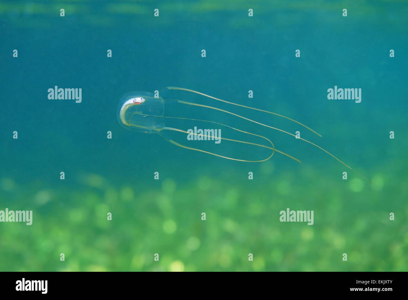 Caribbean box jellyfish, Tripedalia cystophora, with a dead fish in its