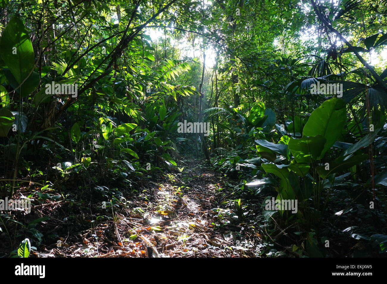 Footpath in the jungle of Costa Rica with sunlight through lush foliage, natural scene, Manzanillo, Caribbean Stock Photo