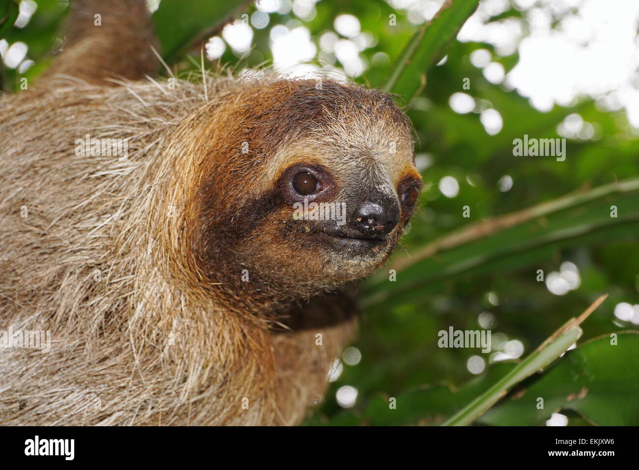 Head of young three-toed sloth looking at camera in the jungle of Costa Rica, wild animal, Central America Stock Photo