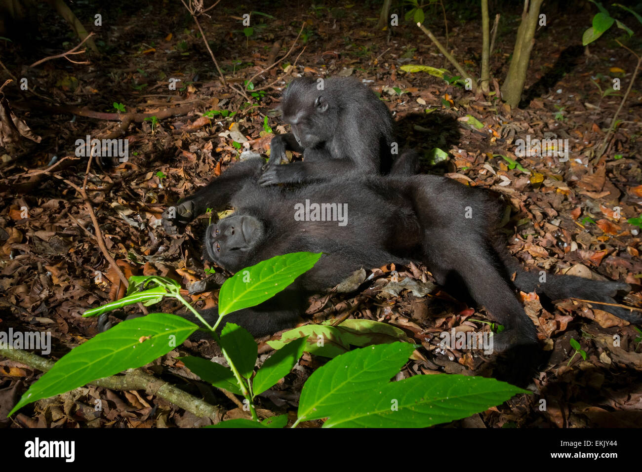A Sulawesi black-crested macaque (Macaca nigra) is being groomed by another individual in Tangkoko Nature Reserve, North Sulawesi, Indonesia. Stock Photo