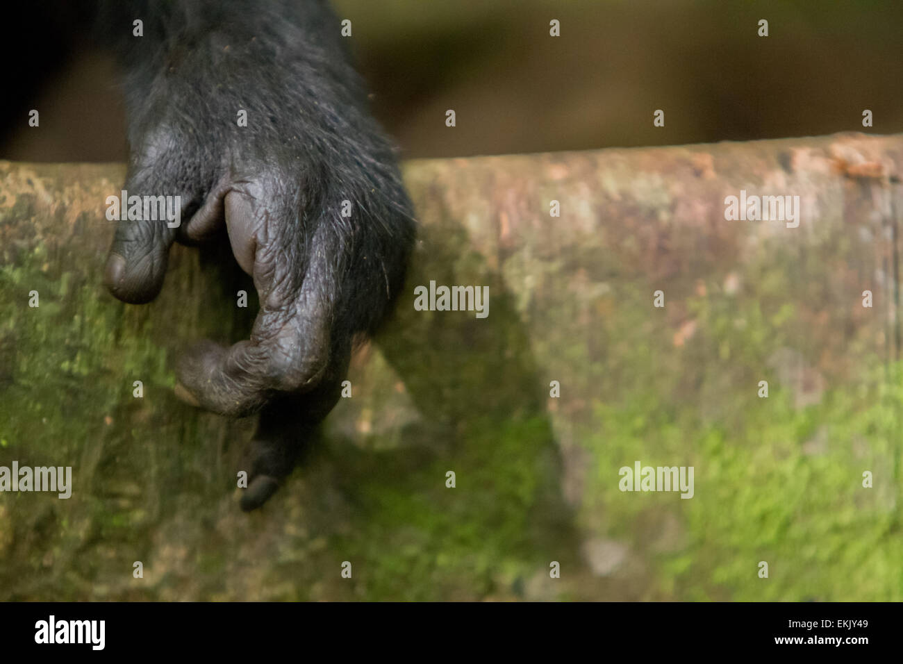Hand of a Sulawesi black-crested macaque (Macaca nigra) in Tangkoko Nature Reserve, Indonesia. Its forefinger has lost, stumped by poacher's snare. Stock Photo