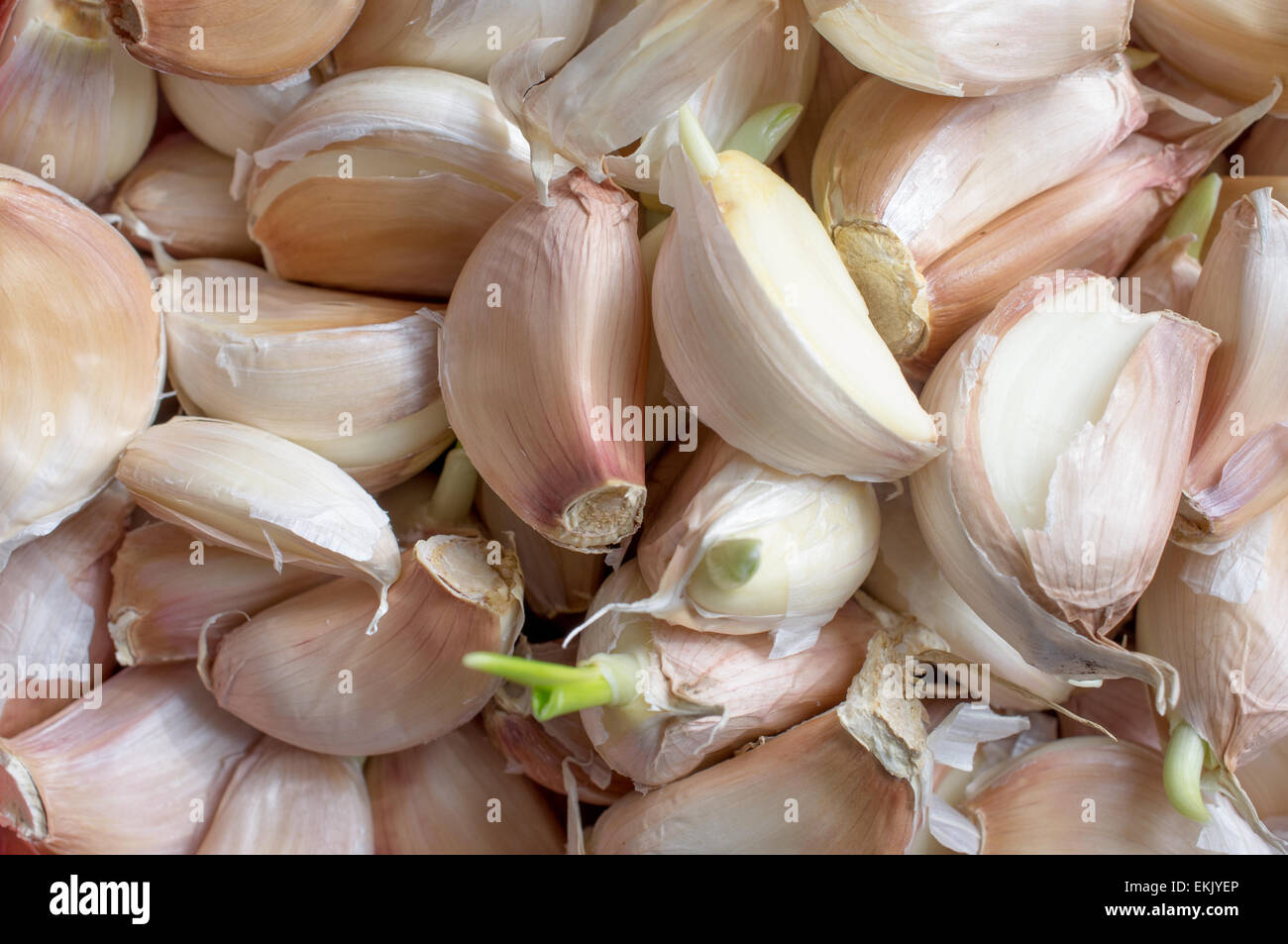 Unpeeled garlic cloves closeup Stock Photo Alamy