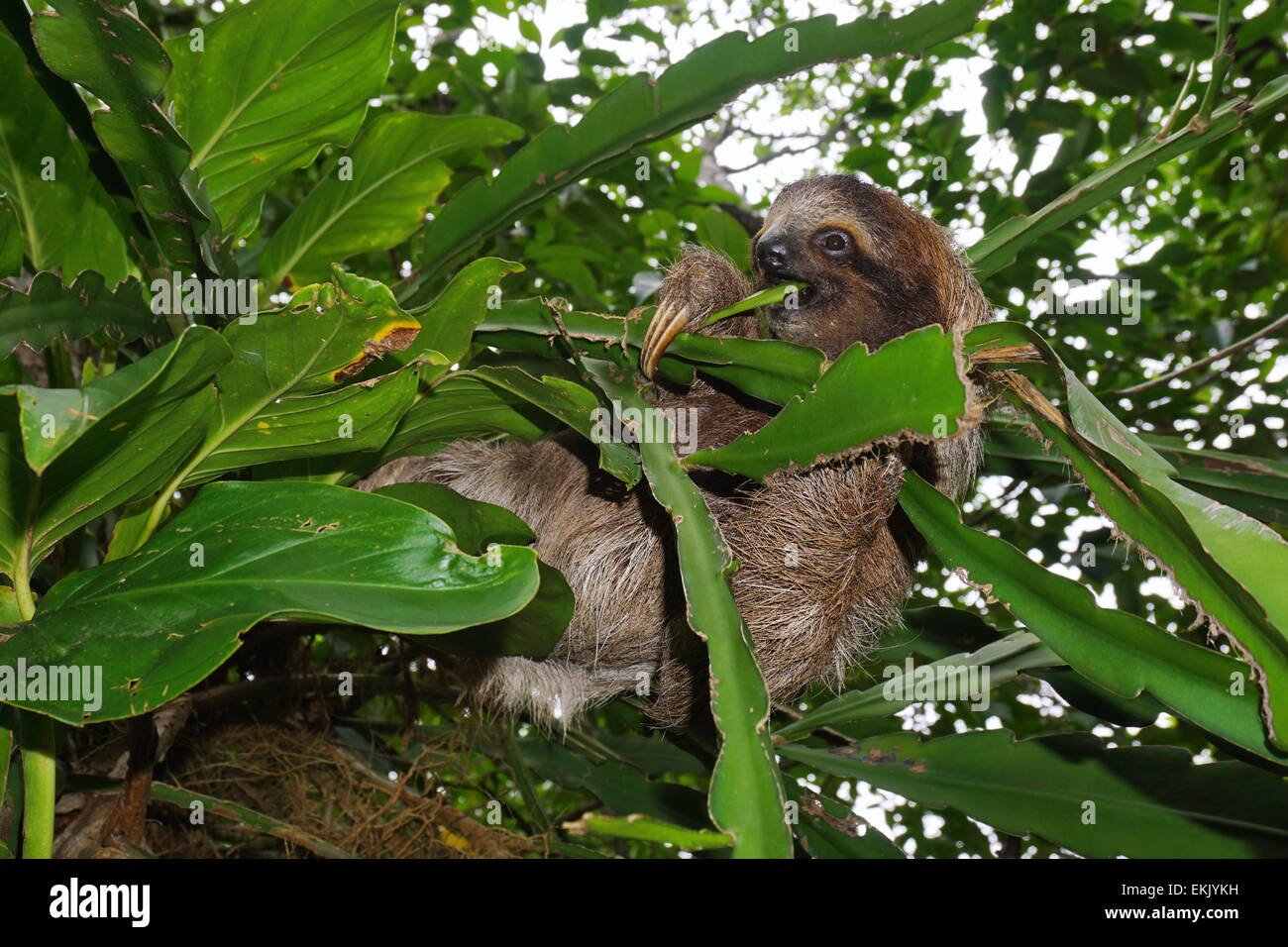 Young three-toed sloth eating a leaf in the jungle of Costa Rica, wild animal, Central America Stock Photo